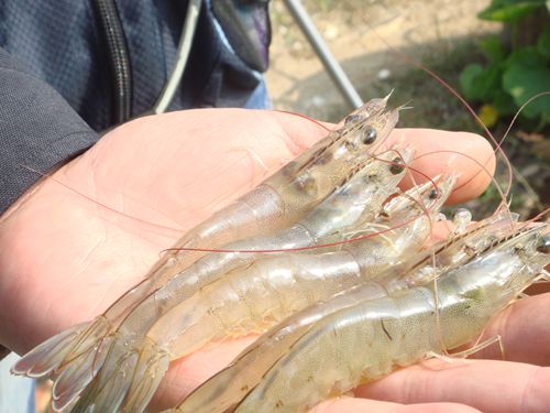 南美白对虾养殖中常见的纤毛虫的图示及其主要危害和防治方法